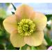 Ciemiernik wschodni Anemone Apricote 2l (Helleborus orientalis)